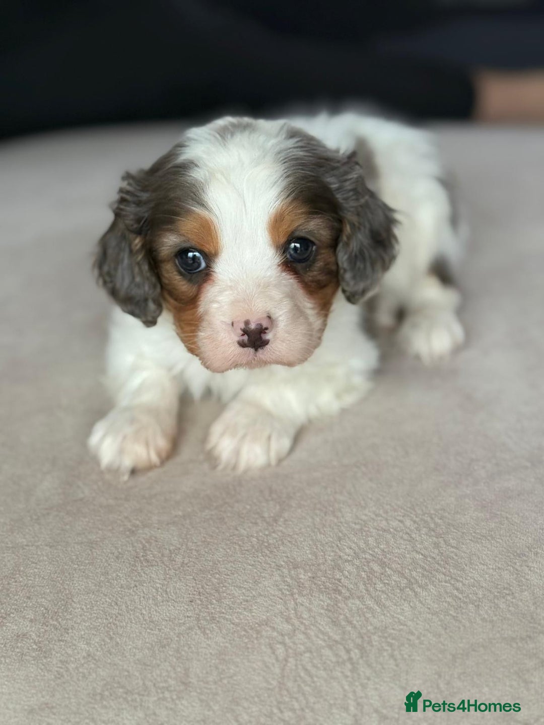 Cavapoo dogs for sale: Stunning quality Cavapoos ready December  - Advert 2