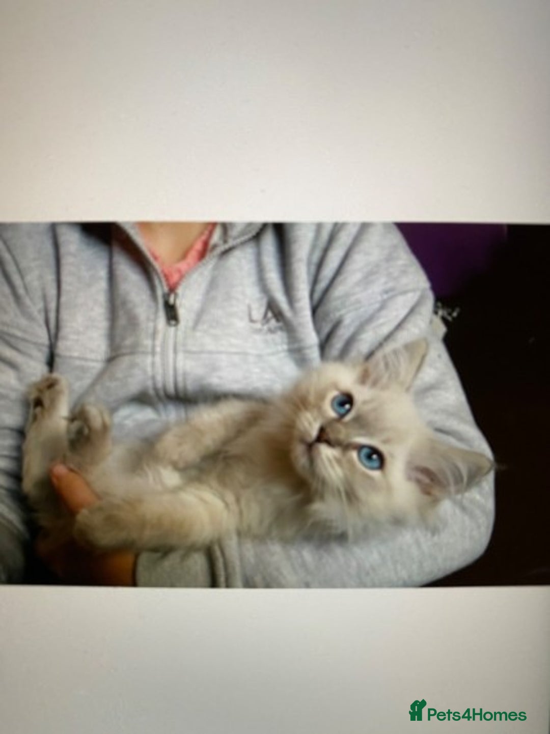 Ragdoll cats for stud: Beautiful blue lynx for stud in Bristol - Advert 6