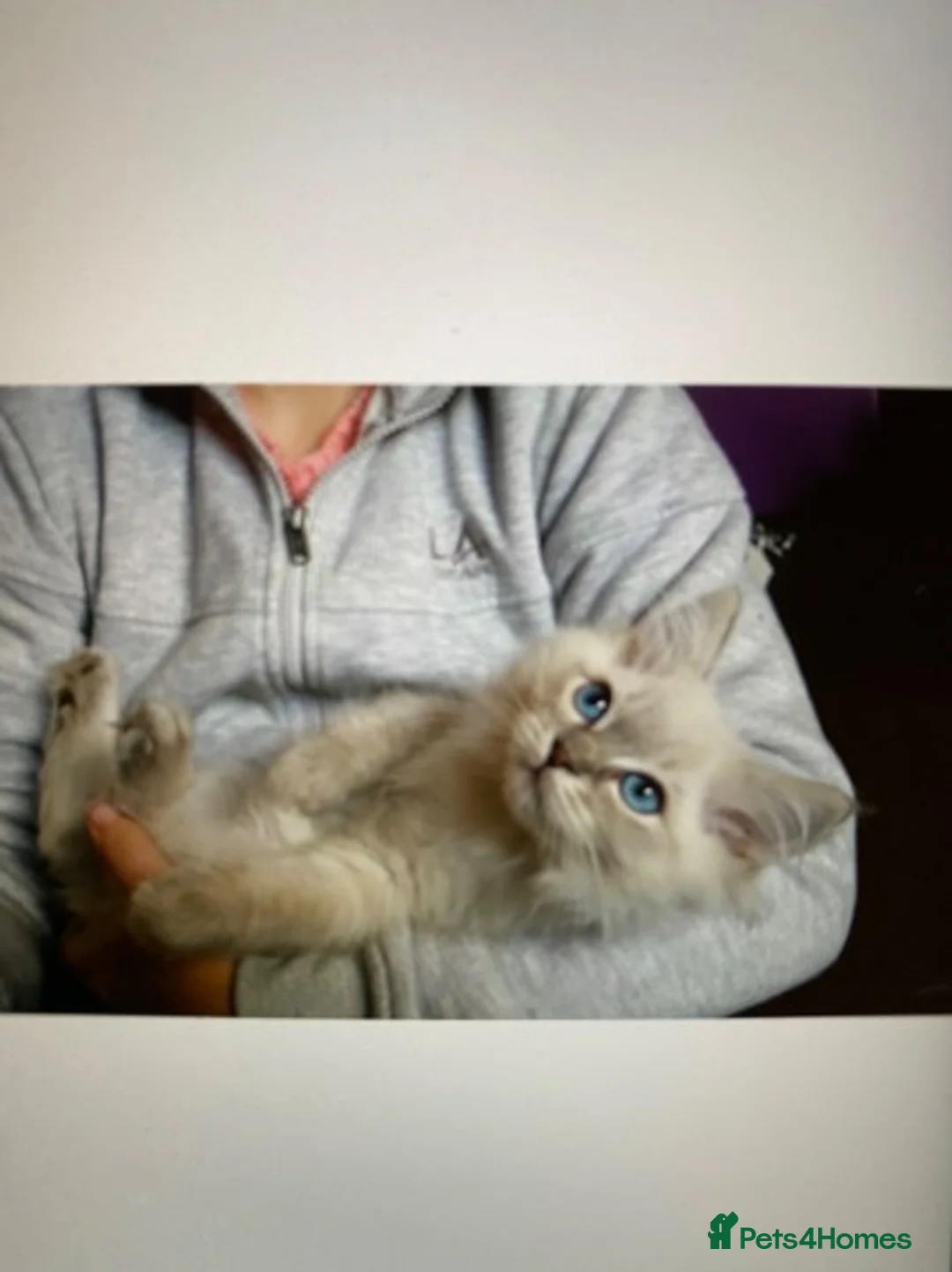 Ragdoll cats for stud: Beautiful blue lynx for stud in Bristol - Advert 6