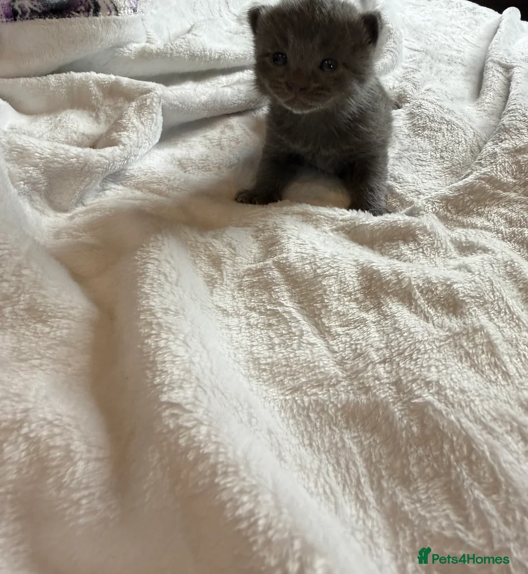 British Shorthair cats for sale: Our British Shorthair Grey Kittens  - Advert 33