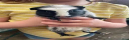 Guinea Pig rodents for sale: 3 male guinea pigs for sale - Advert 9
