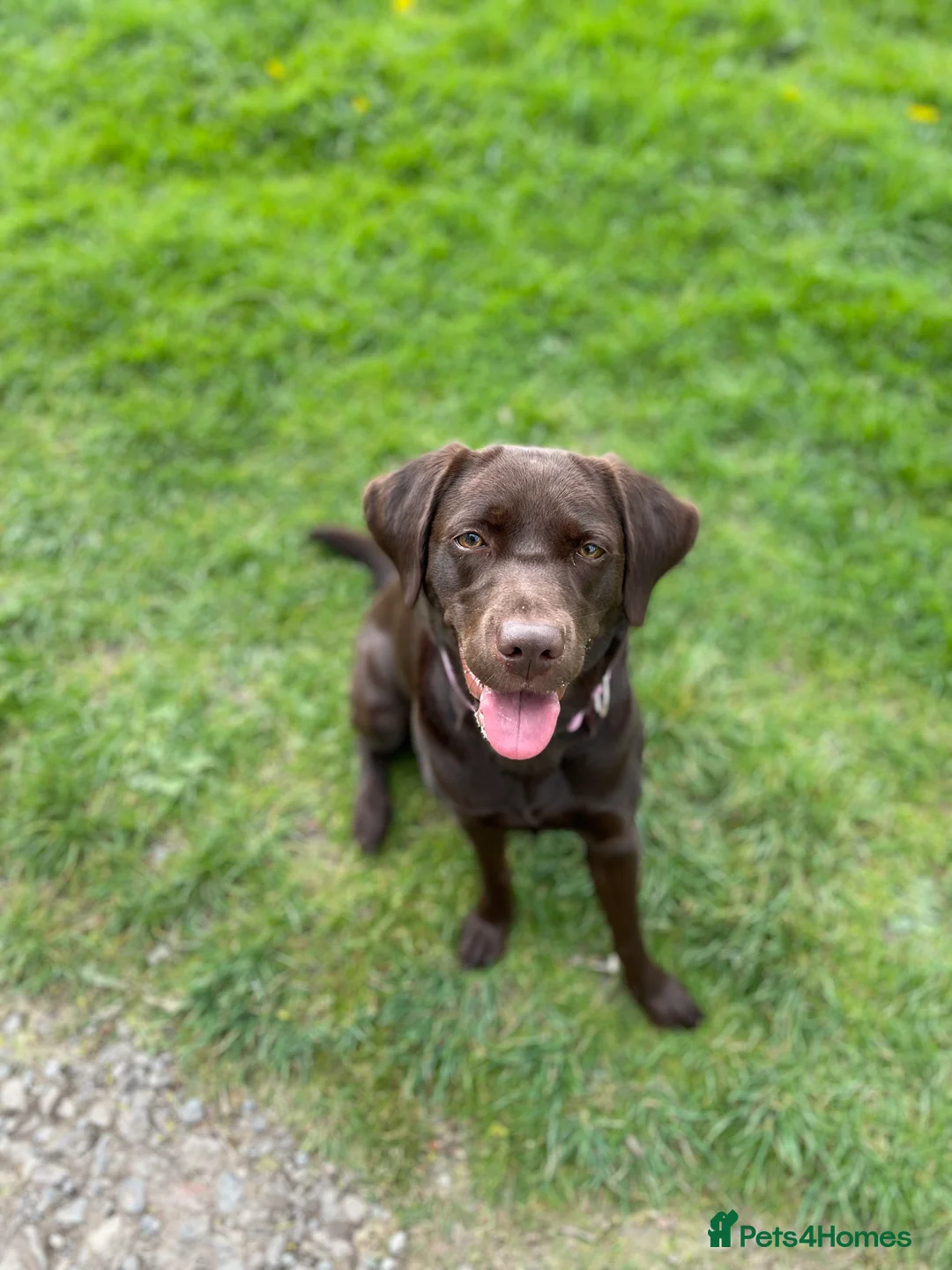Labrador Retriever dogs for sale: Chocolate female Labrador  - Advert 2