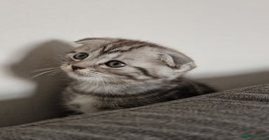 Scottish Fold cats - Advert 1