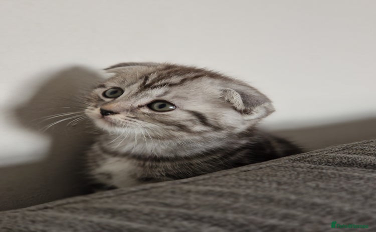 Scottish Fold cats - Advert 2