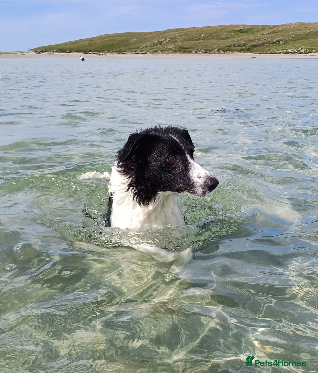 Border Collie dogs for sale: 2 year old Border Collie female - Advert 4