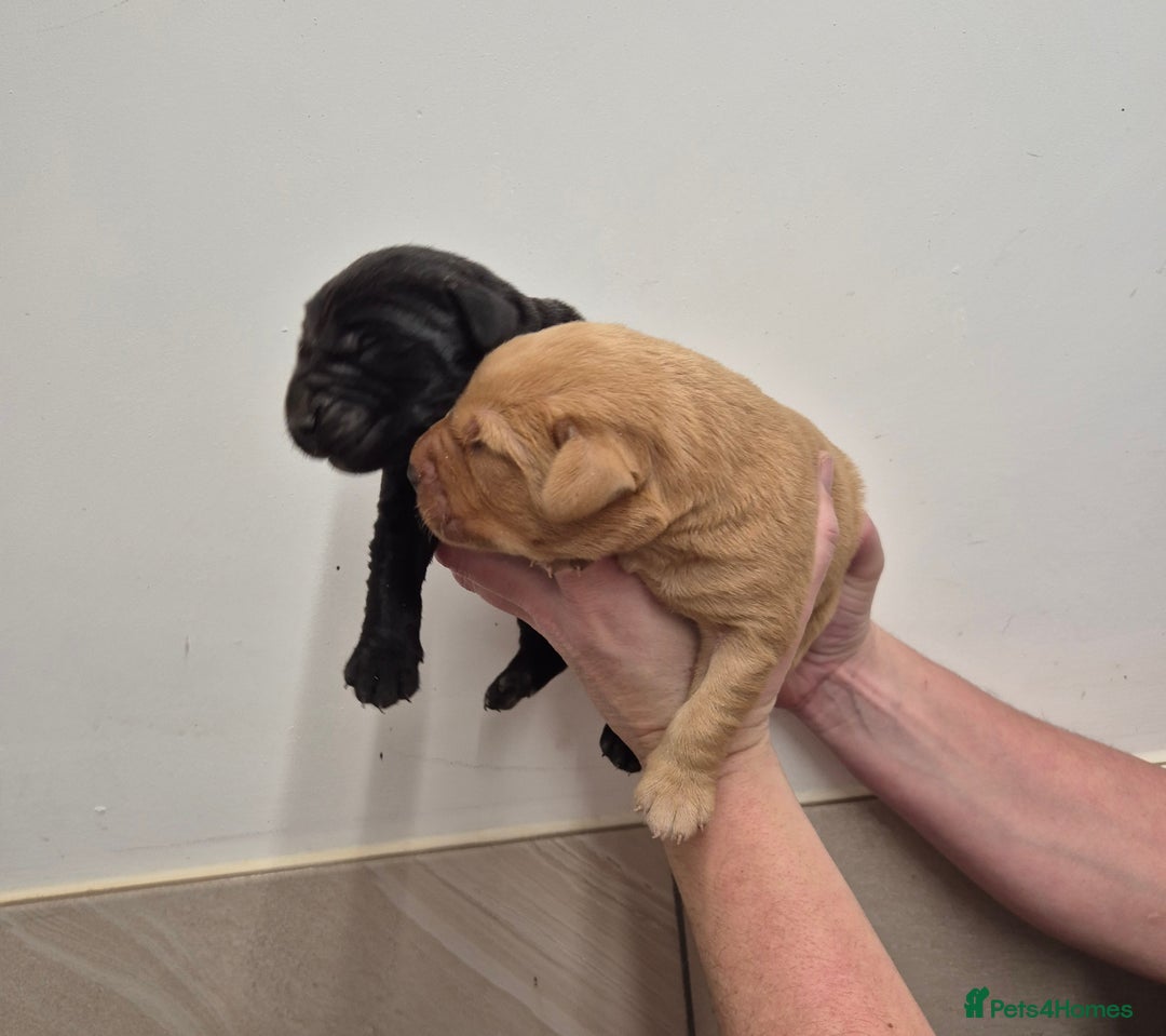 Labrador Retriever dogs for sale: Labrador Puppies - Advert 1