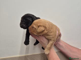 Labrador Retriever dogs Labrador Puppies - Advert 1