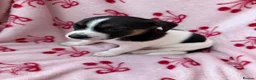 Jack Russell dogs for sale: 2 jack Russell puppies - Advert 14