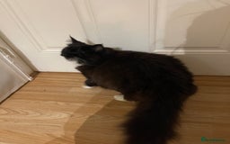 British Longhair cats for sale: 4 year old blind stick needs a new home - Advert 5