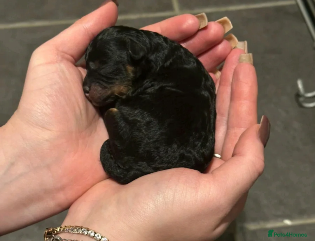 Toy Poodle dogs for stud: *STUD* Gorgeous KC Registered Toy Poodle in Manchester - Advert 30