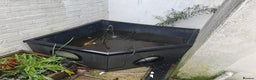 Koi Carp fish for sale: 3 Koi Carps with Blagdon Affinity Corner Grand - Advert 11