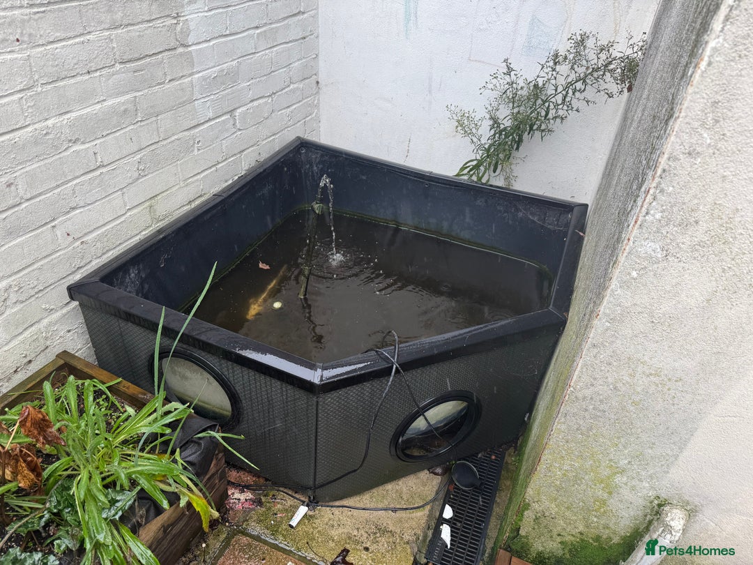 Koi Carp fish for sale: 3 Koi Carps with Blagdon Affinity Corner Grand - Advert 11