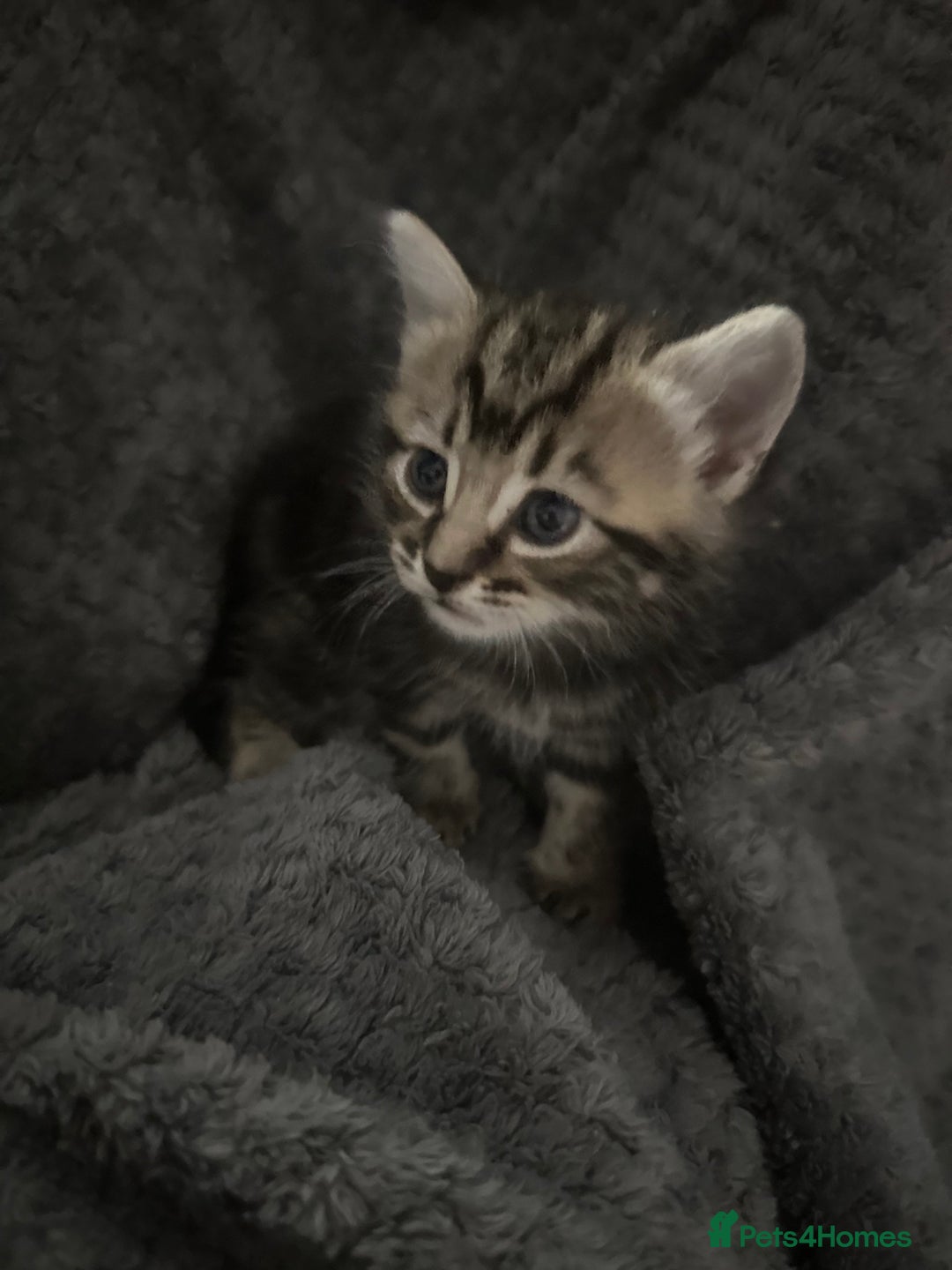 Mixed Breed cats for sale: 2 male kittens  - Advert 4