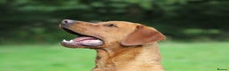 Labrador Retriever dogs for stud: Extensively Health Tested Fox Red Labrador Stud in Totnes - Advert 15