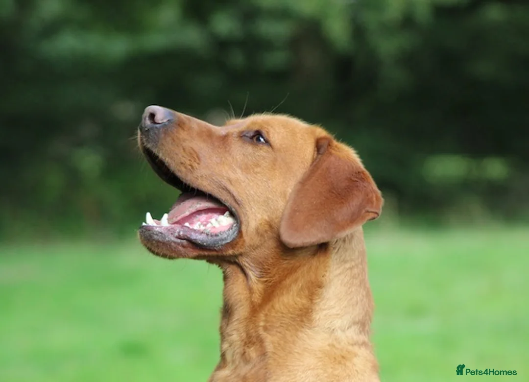 Labrador Retriever dogs for stud: Extensively Health Tested Fox Red Labrador Stud in Totnes - Advert 15