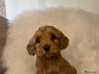 Cockapoo dogs F2 cockapoo puppies - Advert 3