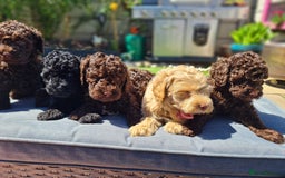 Toy Poodle dogs for stud: PRA Clear,Kc reg,proven toy poodle in Manchester - Image 20