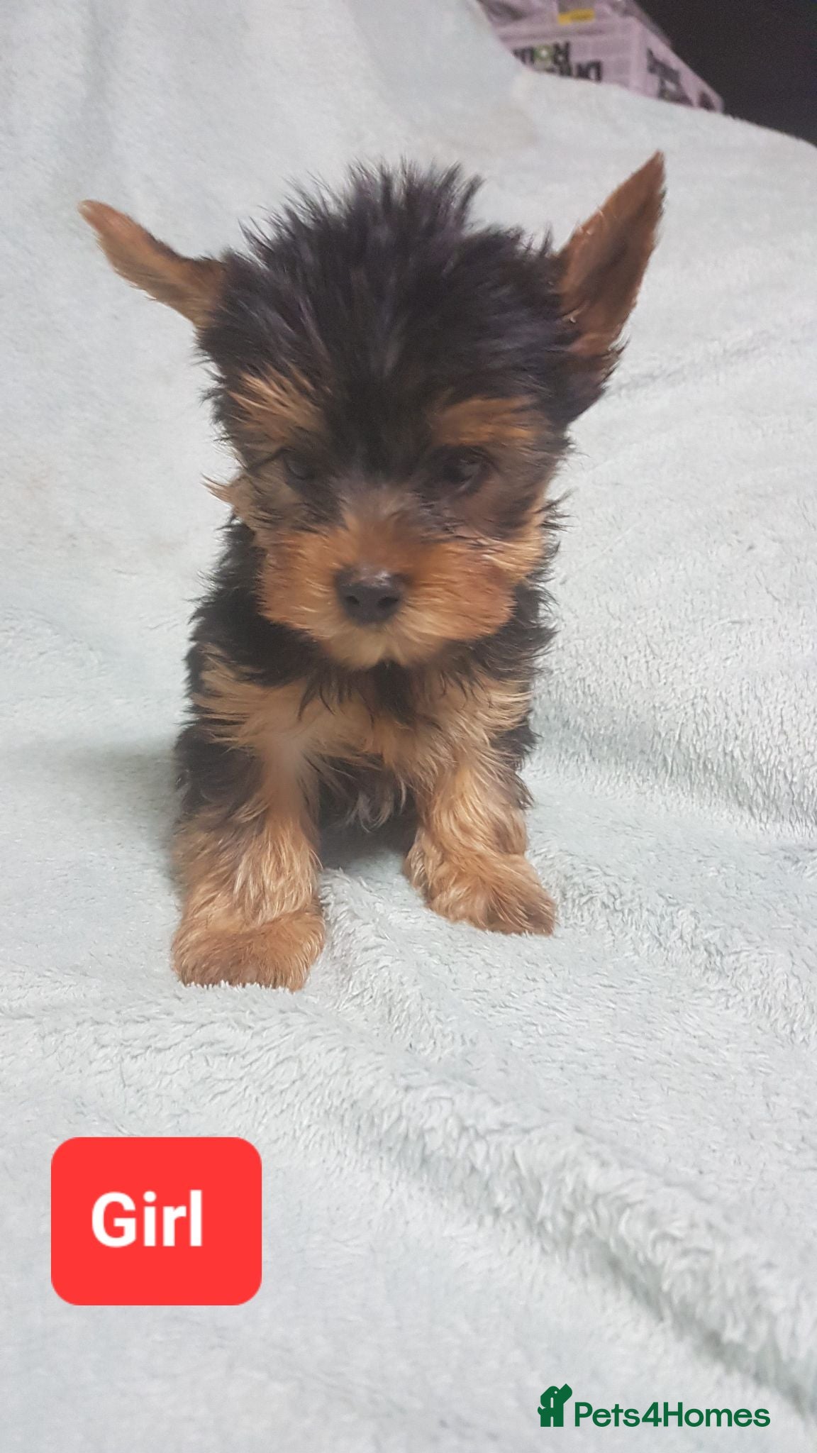 Yorkshire Terrier dogs   5 generation pedigree sertificate girl  - Advert 12
