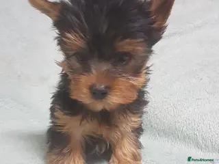 Yorkshire Terrier dogs 5 generation pedigree sertificate girl - Advert 12
