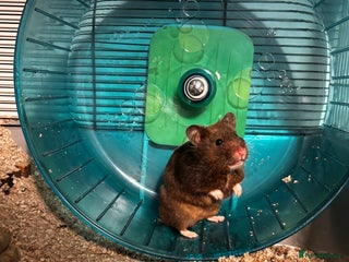 Hamster rodents Hamster x2 - Advert 2