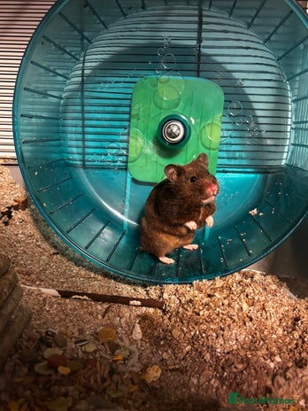 Hamster rodents Hamster x2 - Advert 1