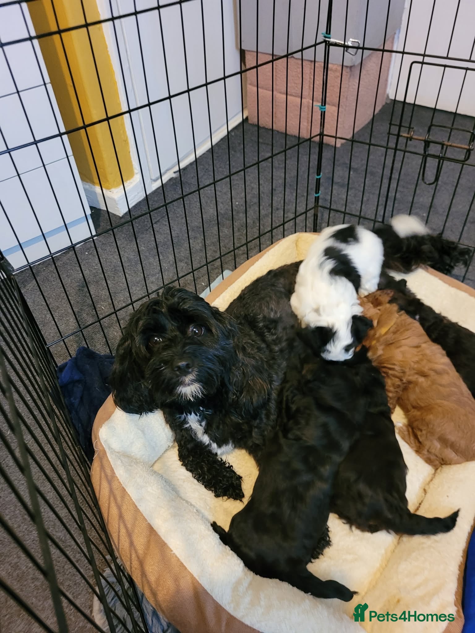 Lhasapoo dogs Gorgeous Lhasopoo puppies - Advert 1