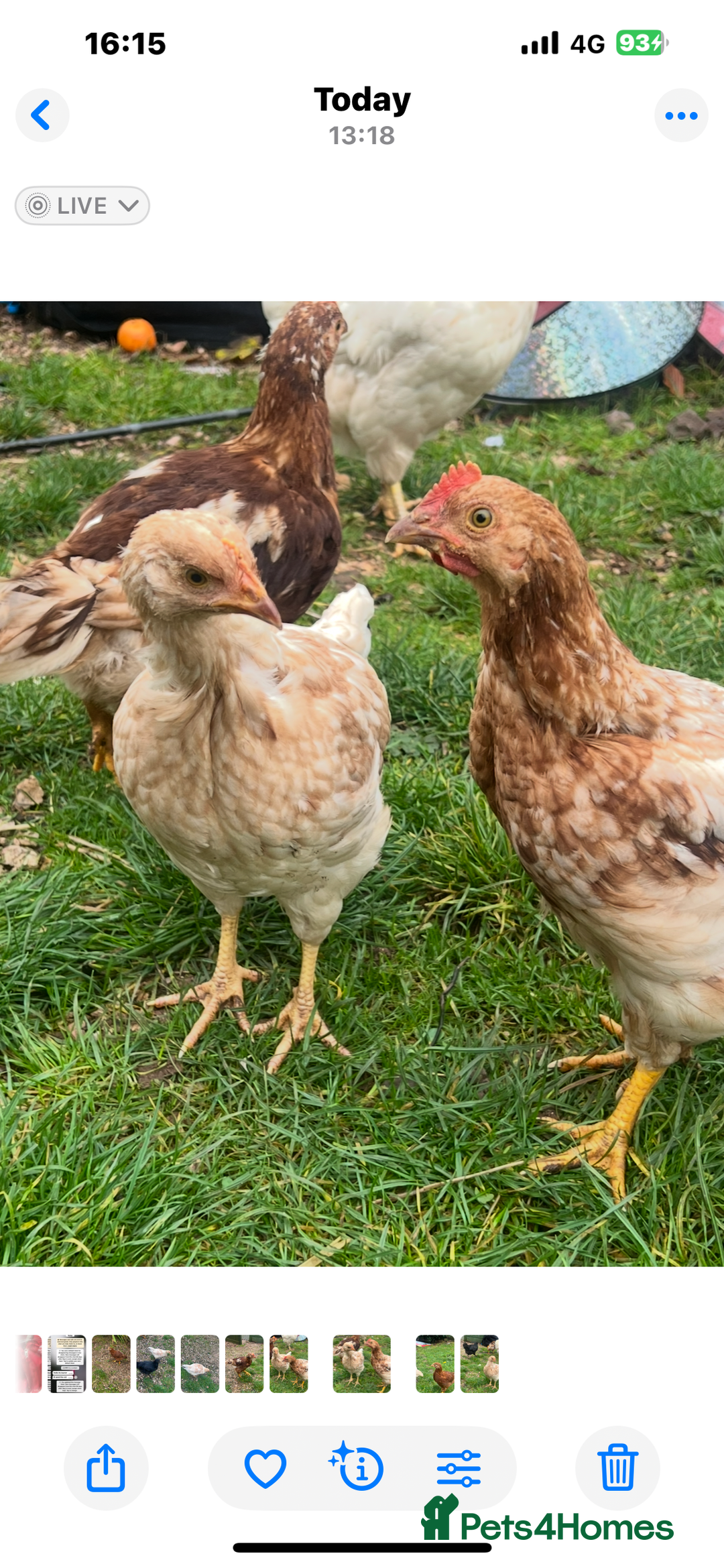Chickens poultry for sale: Five chicks for sale - Advert 3