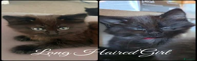 Mixed Breed Kitten 3