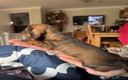 Miniature Dachshund dogs for sale: Long Awaited Wire Haired Miniature Dachshunds - Image 5