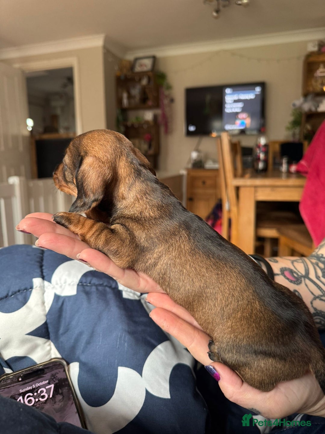 Miniature Dachshund dogs for sale: Long Awaited Wire Haired Miniature Dachshunds - Image 5