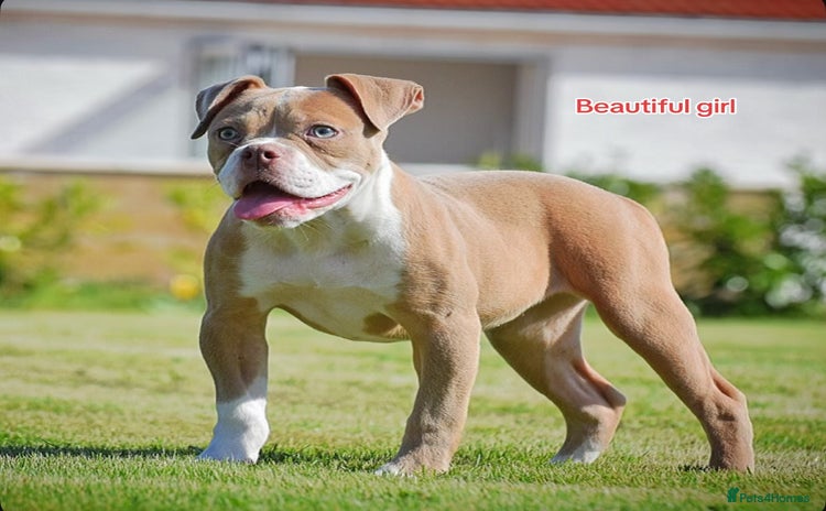 Old Tyme Bulldog dogs - Advert 3