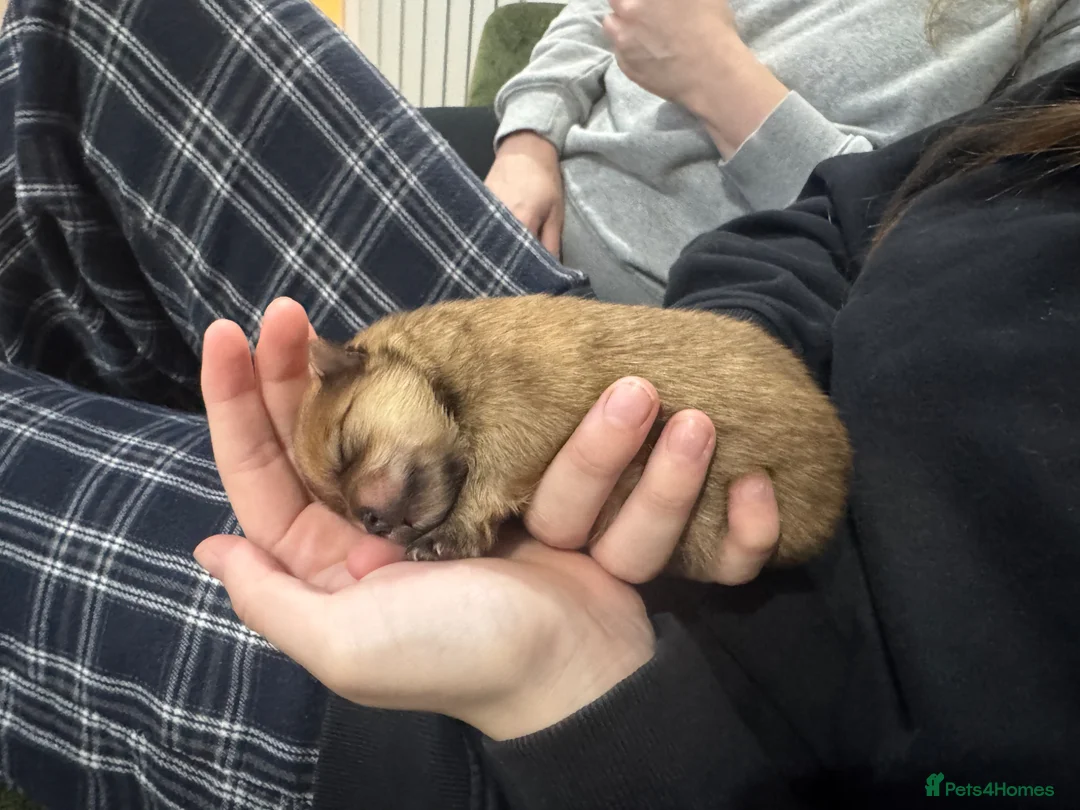 Pomeranian dogs for sale: Outstanding Pomeranians ready for reserve 💕  - Advert 2