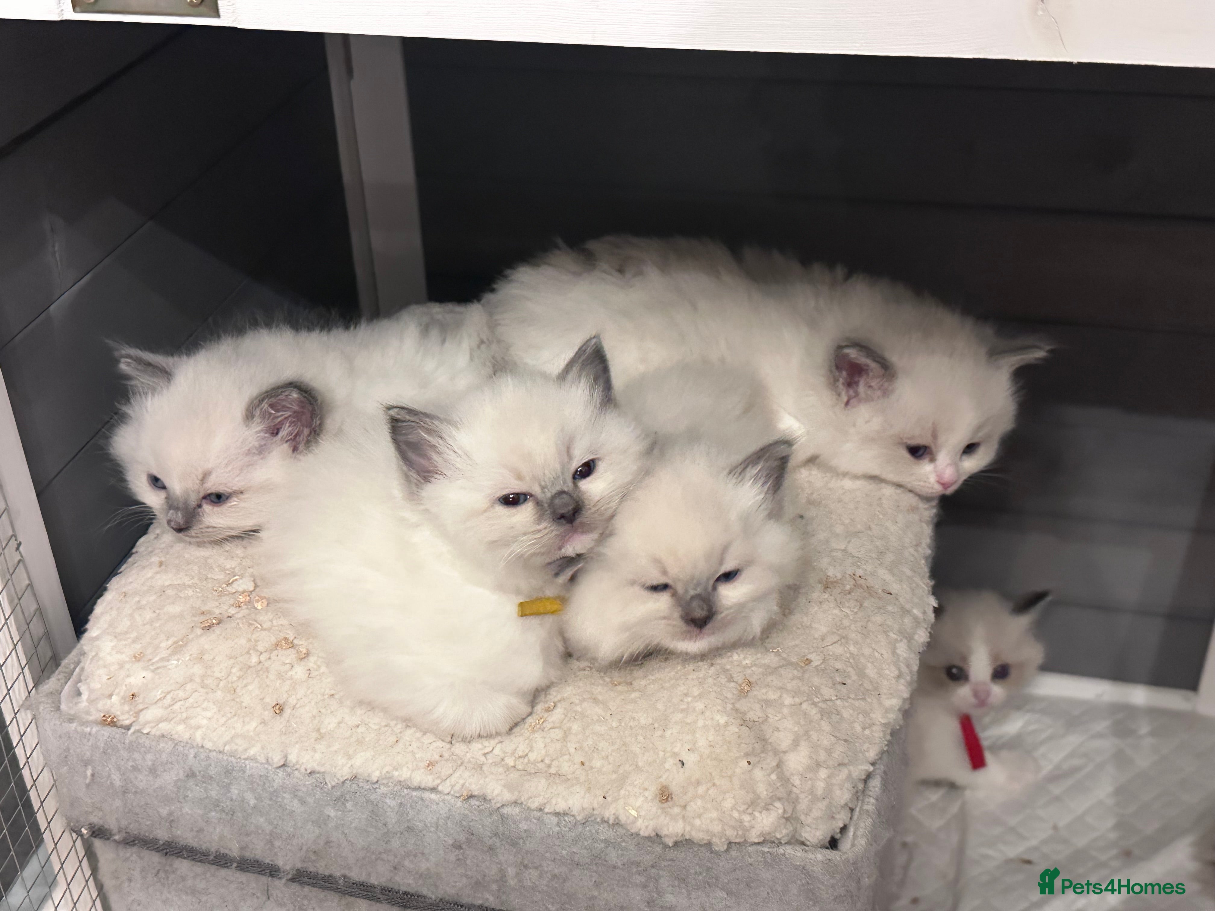 Ragdoll cats Champion TICA registered Ragdoll Kittens  - Advert 2