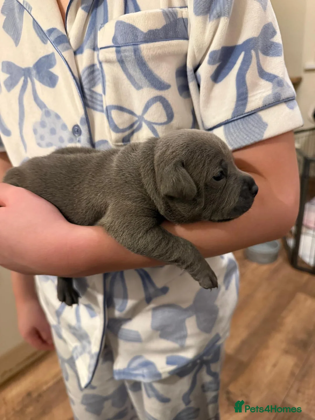 Staffordshire Bull Terrier dogs for sale: Beautiful BLUE kc registered puppies - Advert 6