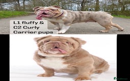 English Bulldog dogs for stud: Lilac English bulldog L1 Fluffy carrier - Image 7
