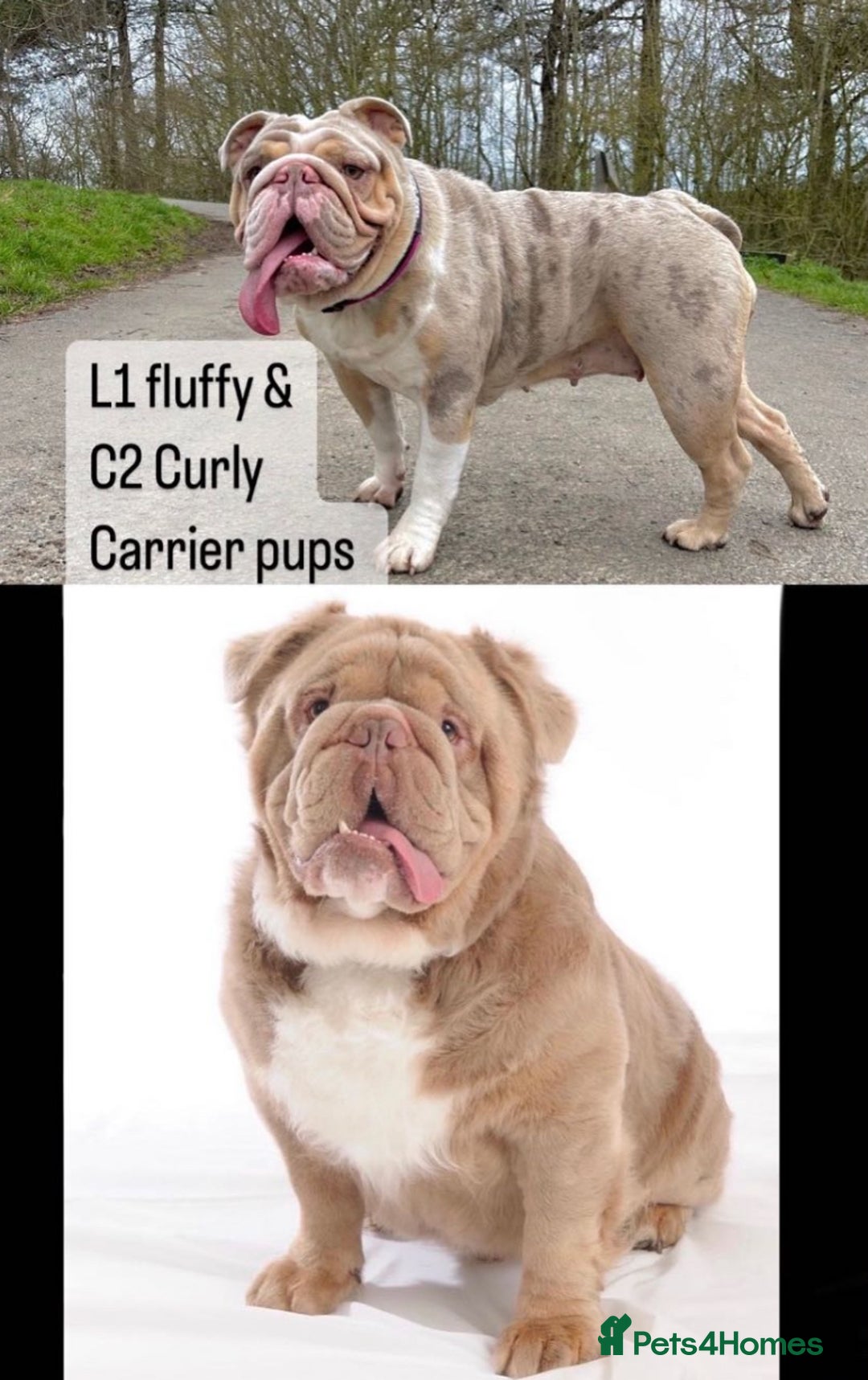 English Bulldog dogs for stud: Lilac English bulldog L1 Fluffy carrier - Image 7