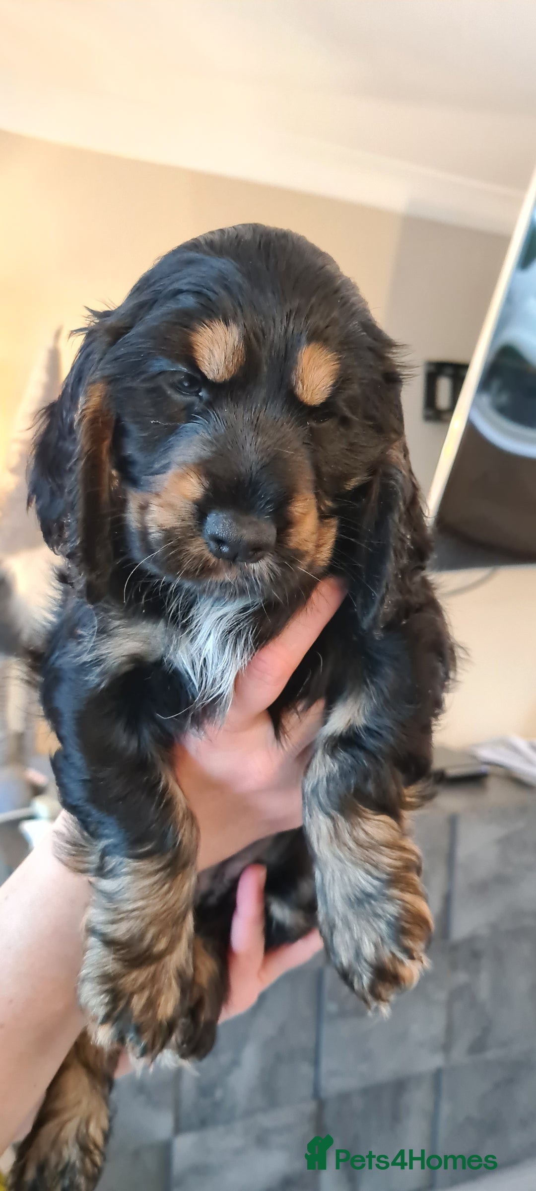 Cocker Spaniel dogs for sale: Little Girl available  - Advert 5