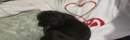 Cocker Spaniel dogs for sale: Cocker spaniel female  - Advert 2