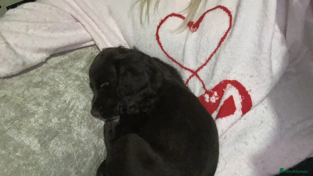 Cocker Spaniel dogs for sale: Cocker spaniel female  - Advert 2