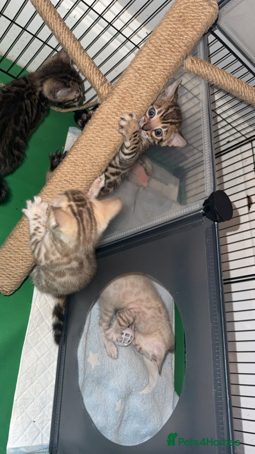 Bengal cats for sale: Stunning bengal kittens  - Image 15