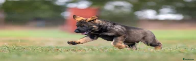 German Shepherd 2