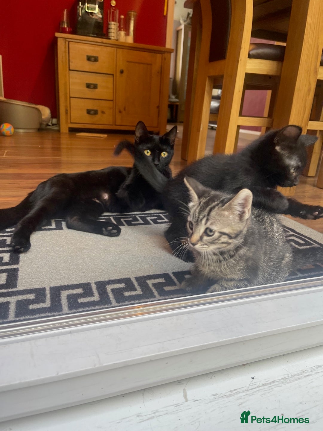 Domestic Shorthair cats for sale: Female kitten - Image 5
