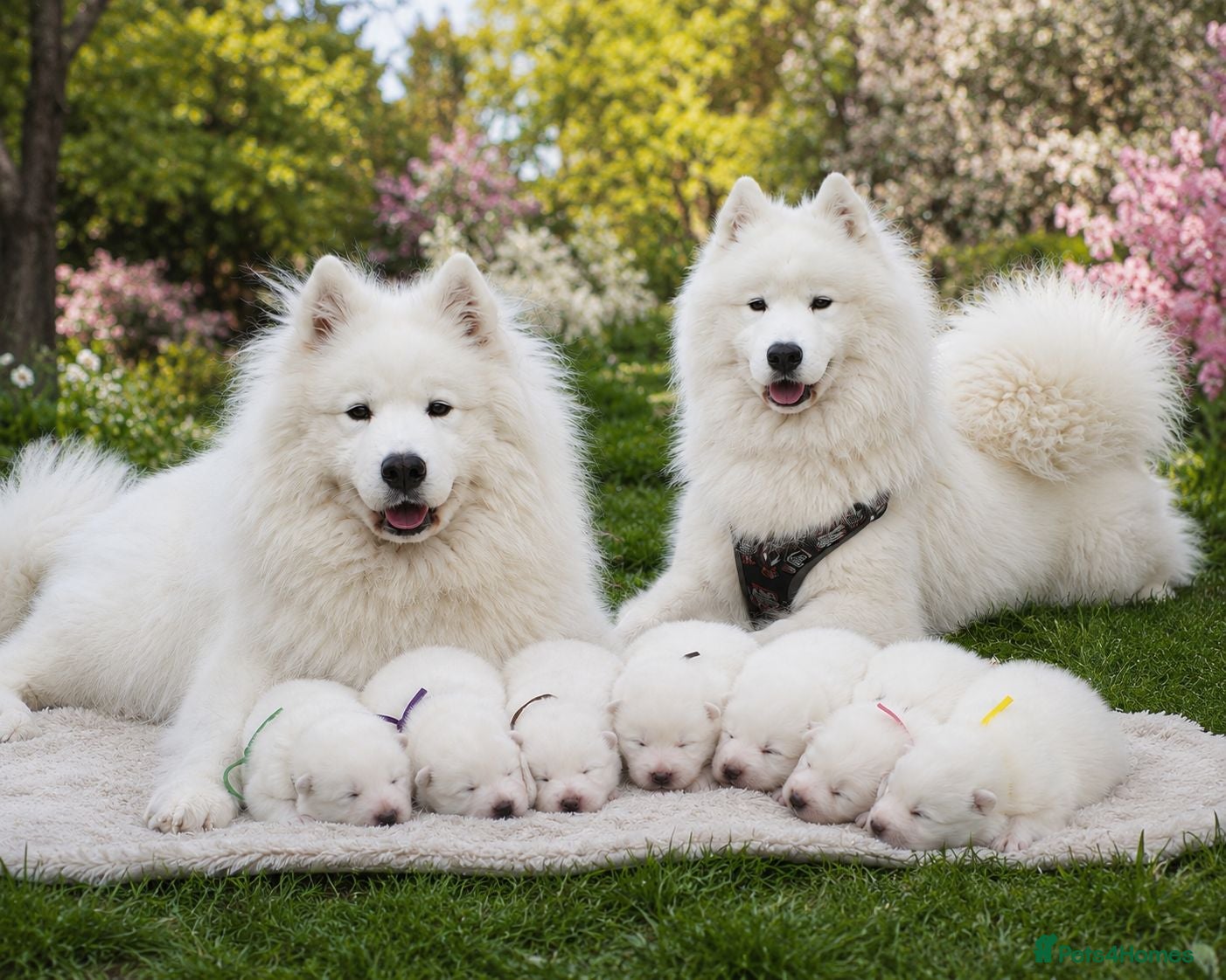 Samoyed dogs We are already here  - Advert 2