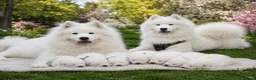 Samoyed dogs for sale: We are already here  - Advert 1