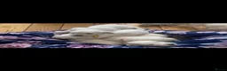 Golden Retriever dogs for sale: KC registered, health checked golden retrievers  - Advert 4