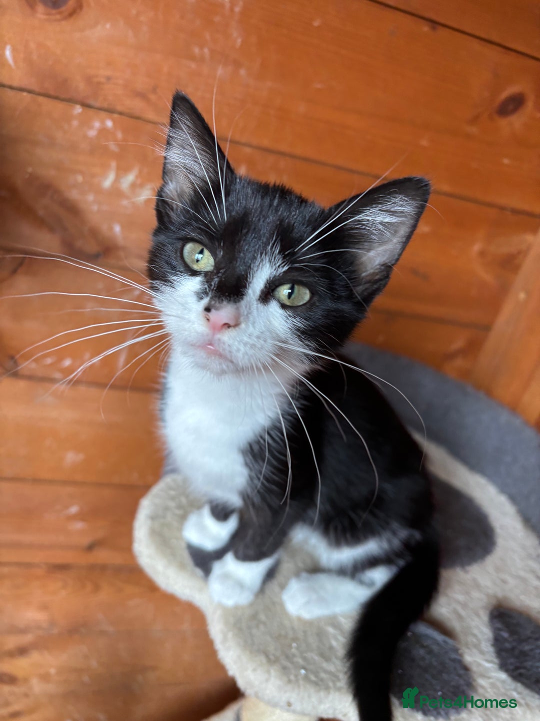Mixed Breed cats for sale: 3 cute kittens ready for new home - Image 3