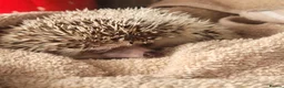 Pygmy Hedgehog rodents for sale: African pygmi headghog  in Mountain Ash - Advert 4