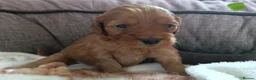 Cockapoo dogs for sale: F1b Miniature Cockapoo Puppies – Ready 1st May 🐾 in Chesterfield - Advert 6
