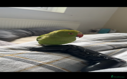 Ringnecks birds for sale: Beautiful Indian Ringneck - Image 5