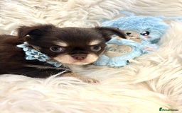 Chihuahua dogs for sale: CHIHUAHUA PUPPIES 🩵🩵 - Image 2